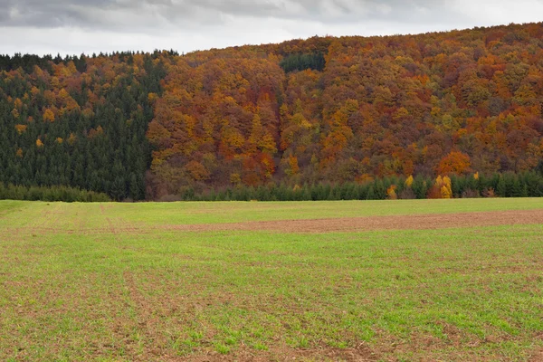 Зимове зерно на полі восени — стокове фото