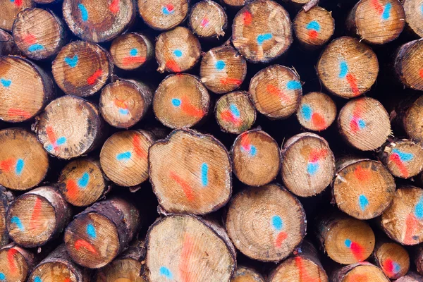 Patroon van de textuur van de achtergrond van gestapelde boom trunks. — Stockfoto