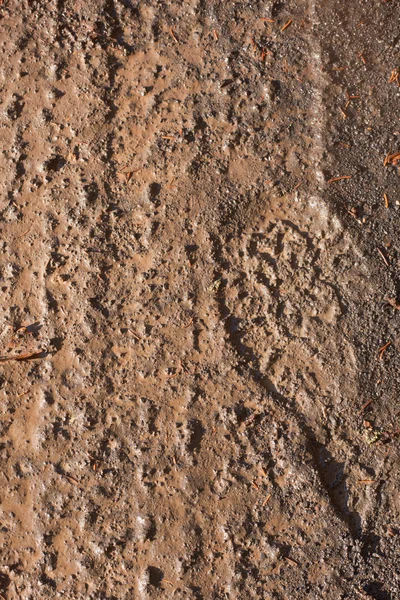 Tracce di pneumatici e impronte di piedi — Foto Stock