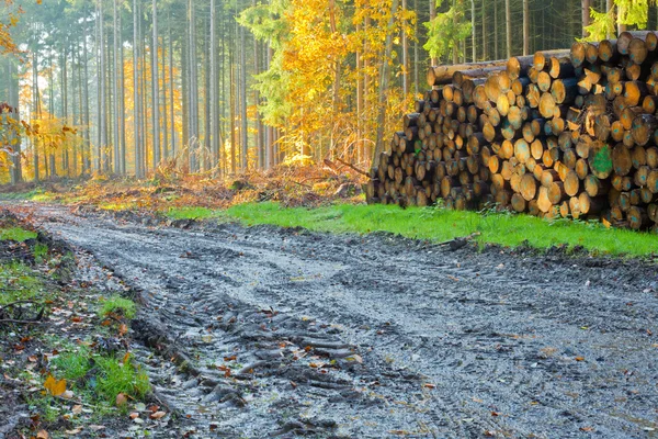 Het zachthout bos wordt geoogst — Stockfoto