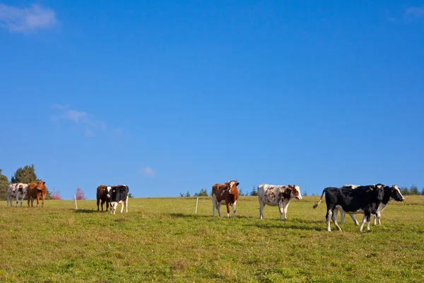 stock image Grazing Cattle
