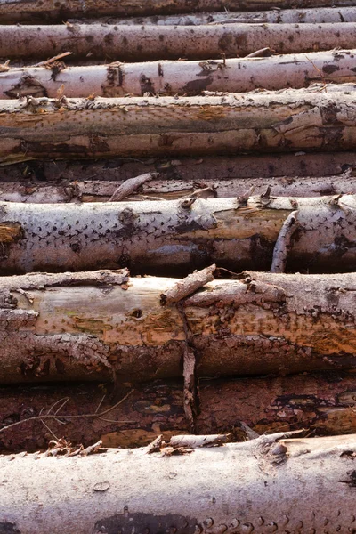 Patroon van de textuur van de achtergrond van gestapelde boom trunks. — Stockfoto