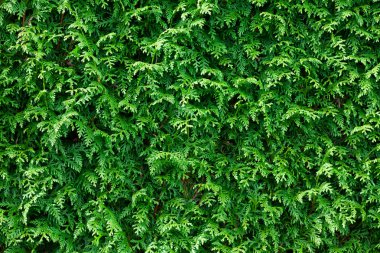 Green Thuja Hedge Background clipart