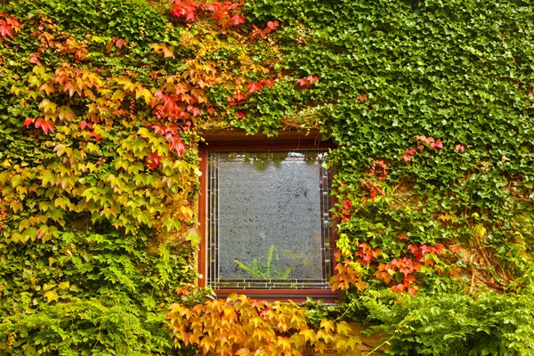 Väggen bevuxen med hösten färgade vinstockar och murgröna — Stockfoto