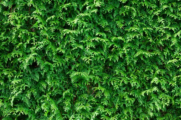 Groene thuja hedge achtergrond — Stockfoto