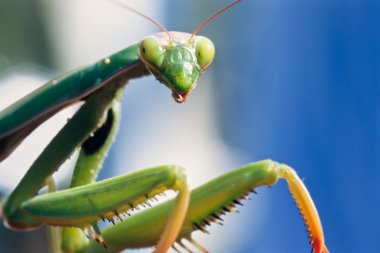 Sana bakarken mantis