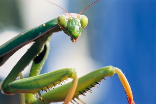 Mantis op zoek naar jou — Stockfoto