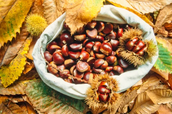 Bag of delicious chestnuts with leaves and husks — Stock Photo, Image