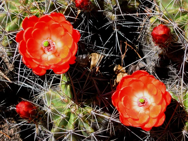 Kwitnących kwiatów kaktusa claret cup — Zdjęcie stockowe