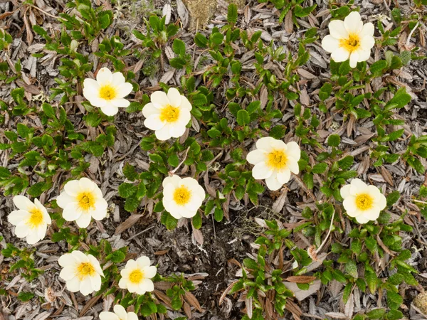 Blommande Vita berget-Fjällsippa — Stockfoto