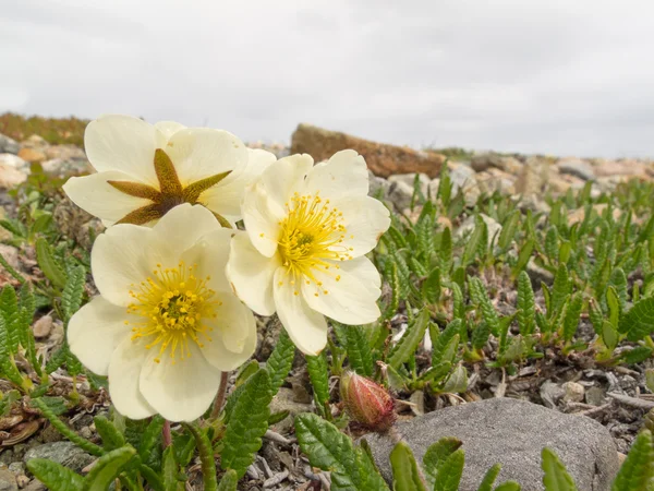 Kwitnący Kuklik górski biały — Zdjęcie stockowe