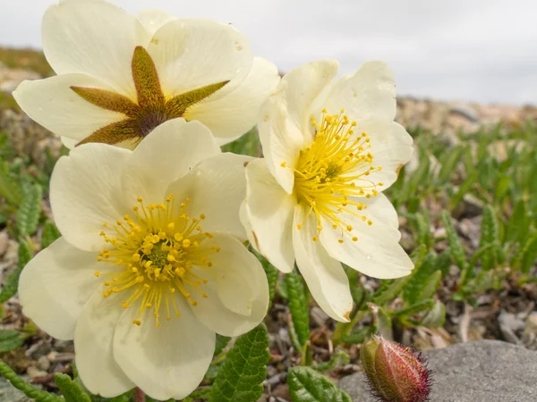 Blommande Vita berget-Fjällsippa — Stockfoto