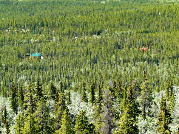 Landet lever i boreal skog — Stockfoto