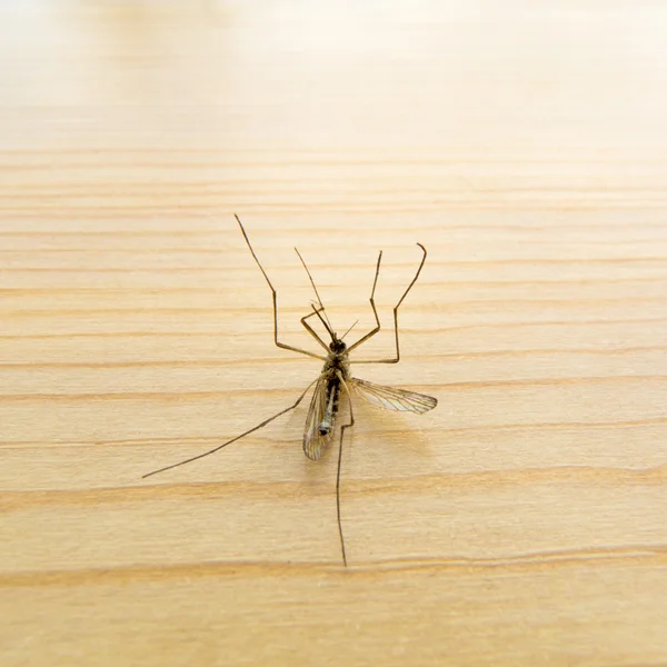 Dead Mosquito on wooden board. — Stock Photo, Image