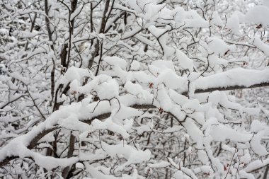 Background of snow-laden twigs and branches. clipart