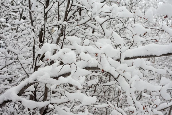 Arka plan kar yüklü twigs ve dalları. — Stok fotoğraf
