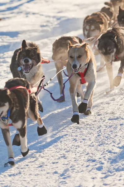 Team van honden van de slee trekken — Stockfoto