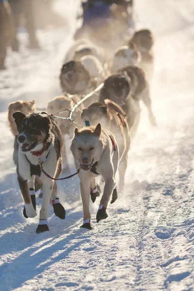 Equipo de perros trineo tirando — Foto de Stock