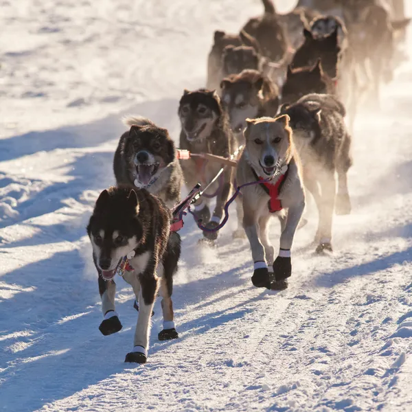 Equipo de perros trineo tirando —  Fotos de Stock
