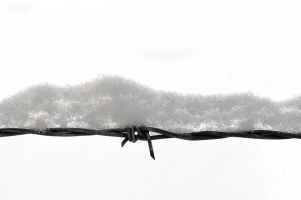 Prikkeldraad met sneeuw op wit — Stockfoto
