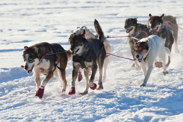 Team of sleigh dogs pulling — Stock Photo, Image