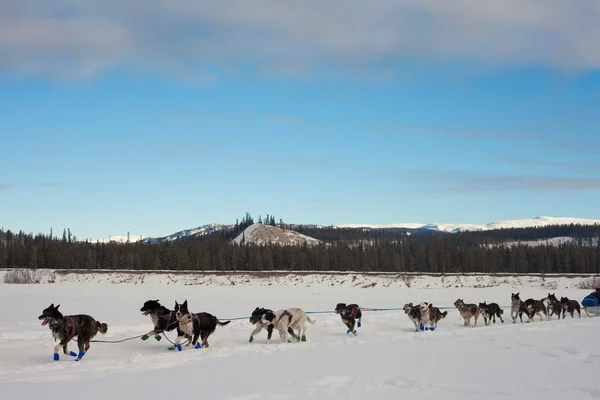 队拉雪橇犬 — 图库照片