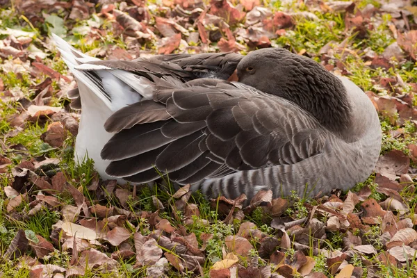 Sleeping Goose — Stock Photo, Image