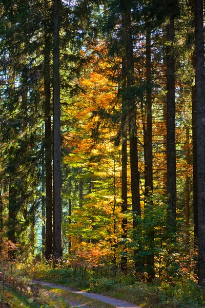 Fall Forest Trail — Stock Photo, Image