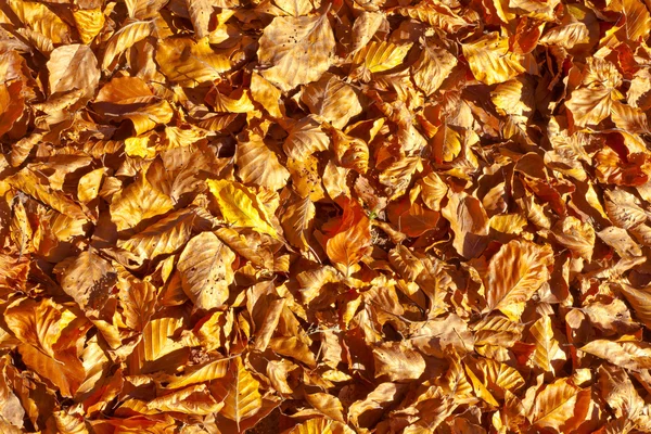 Golden Leaves Background. — Stock Photo, Image