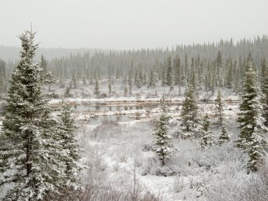 Snow falling on marshland pond in boreal forest clipart