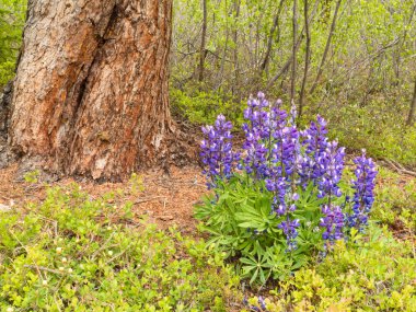 Arctic lupine blooming in boreal forest clipart