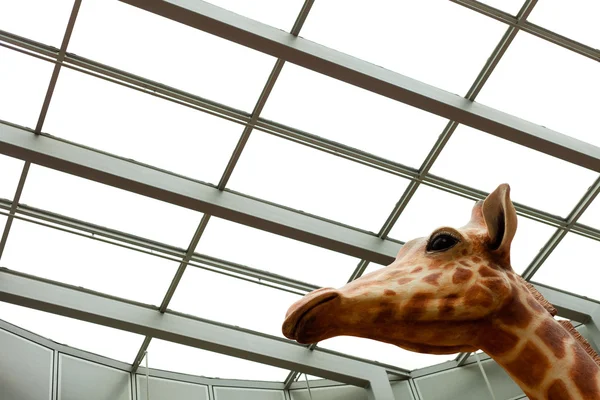Tête de girafe sous plafond de puits de lumière en acier n verre — Photo