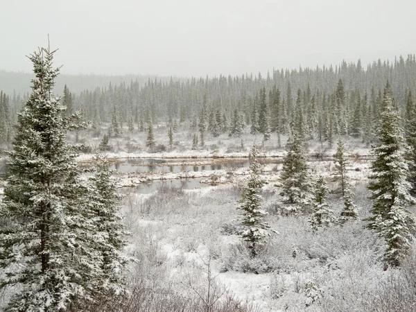 Sneeuw vallen op moerassen vijver in boreale bossen — Stockfoto