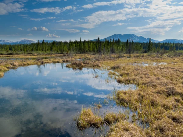 Marshland, ставок у boreal ліс — стокове фото