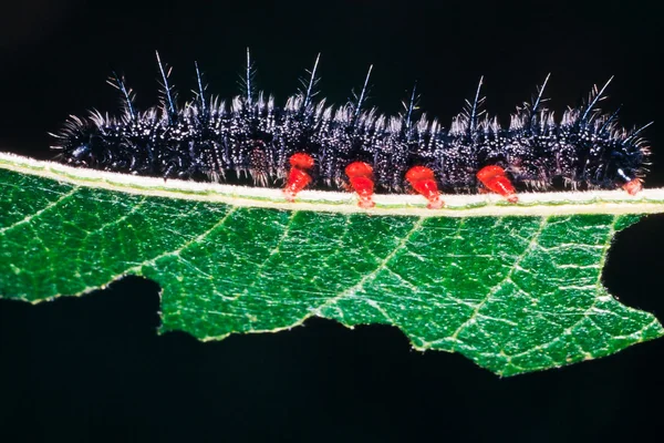 Caterpillar gyász köpenyt pillangó — Stock Fotó