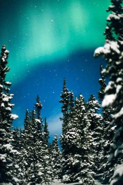Noorderlicht, aurora borealis en winter forest — Stockfoto