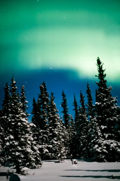 オーロラ、オーロラと冬の森 — ストック写真