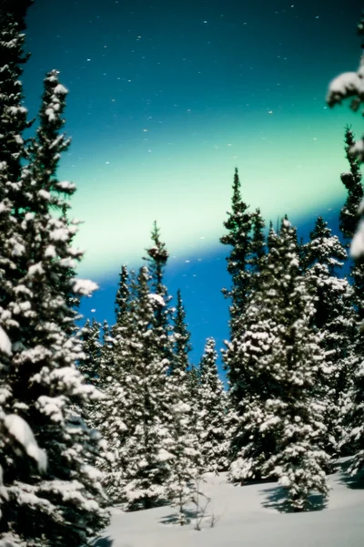 Norrsken, aurora borealis och vintern skog — Stockfoto