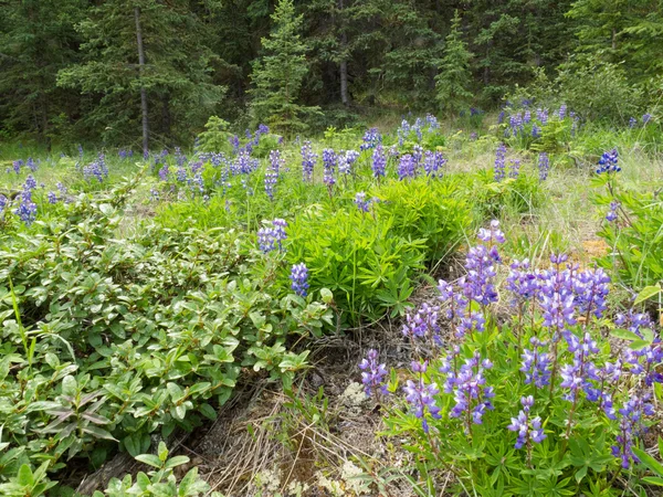 Arktiska lupine blommar i boreal skog — Stockfoto