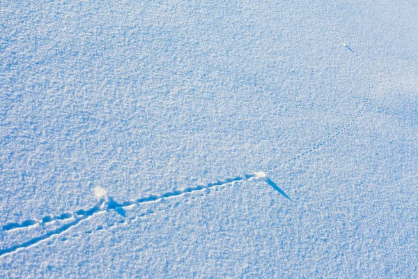 Траектории на поверхности снега — стоковое фото