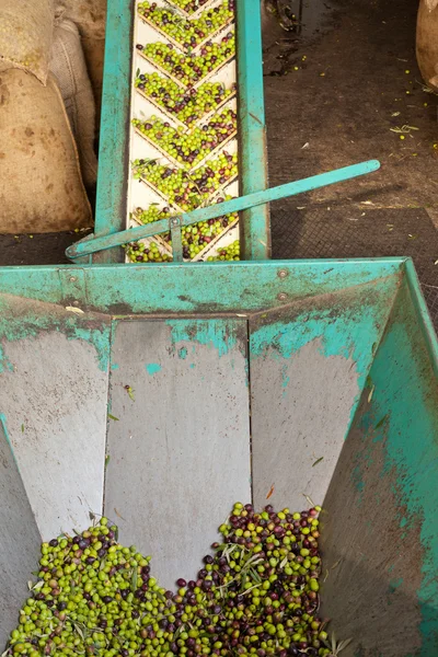 Корм конвейерной ленты оливкового завода — стоковое фото