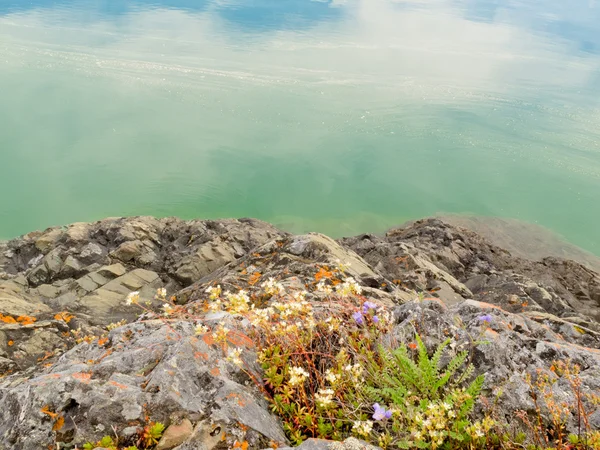 Blooming wildflowers at rocky lakeshore — Stock Photo, Image