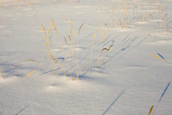 Sombras de grama seca no ssnow — Fotografia de Stock