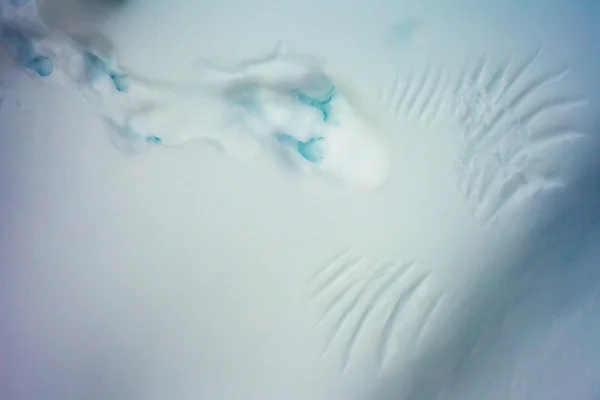 Знаки птах в снігу — стокове фото