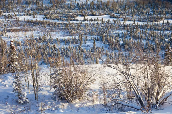 Засніжений ліс boreal — стокове фото