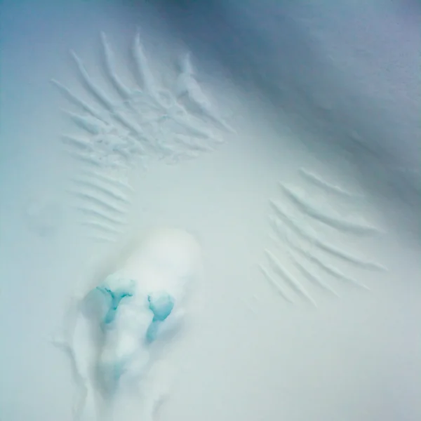 Vogelspuren im Schnee — Stockfoto