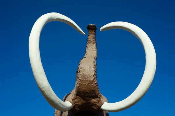 Tusks e tronco de mamute lanoso — Fotografia de Stock