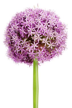 Allium, mor sarmısak çiçekler