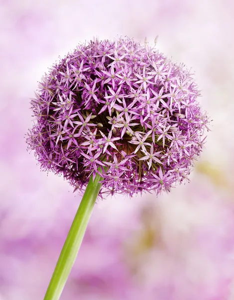 蒜葱，紫色花 — 图库照片