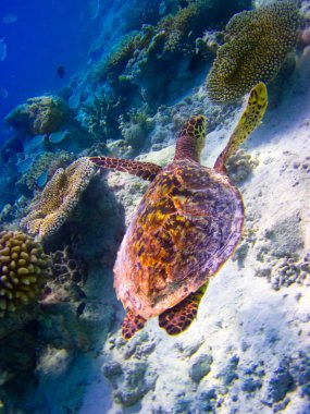 hawksbill kaplumbağa gibi uçan yüzmek